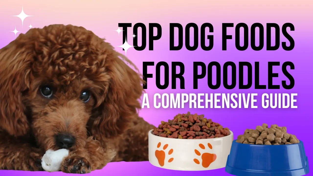 5 Best Dog Foods for Poodles: Our Top Picks [2026 Guide]