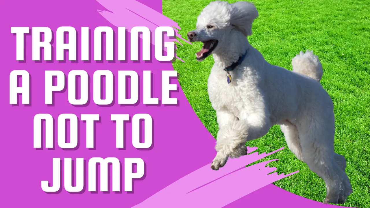 Teaching Your Standard Poodle to Stop Jumping: Tips and Tricks