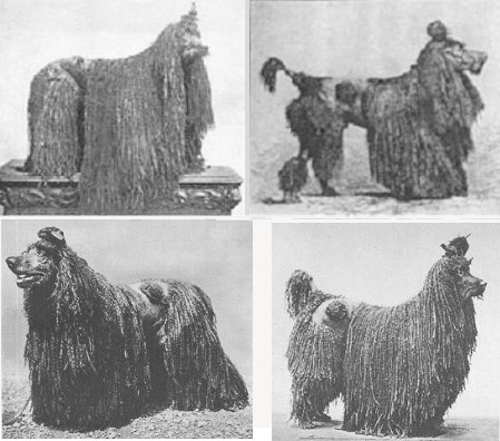 A Brief History of Poodles