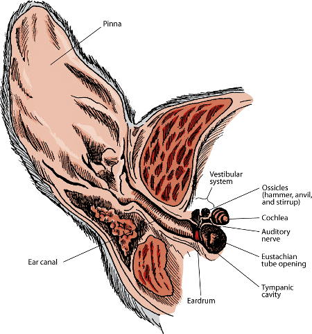 poodles ear