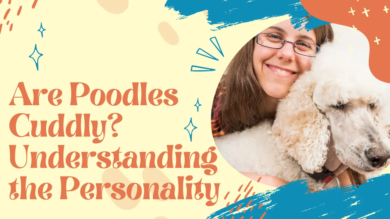 Solved: Do Poodles Like To Cuddle?