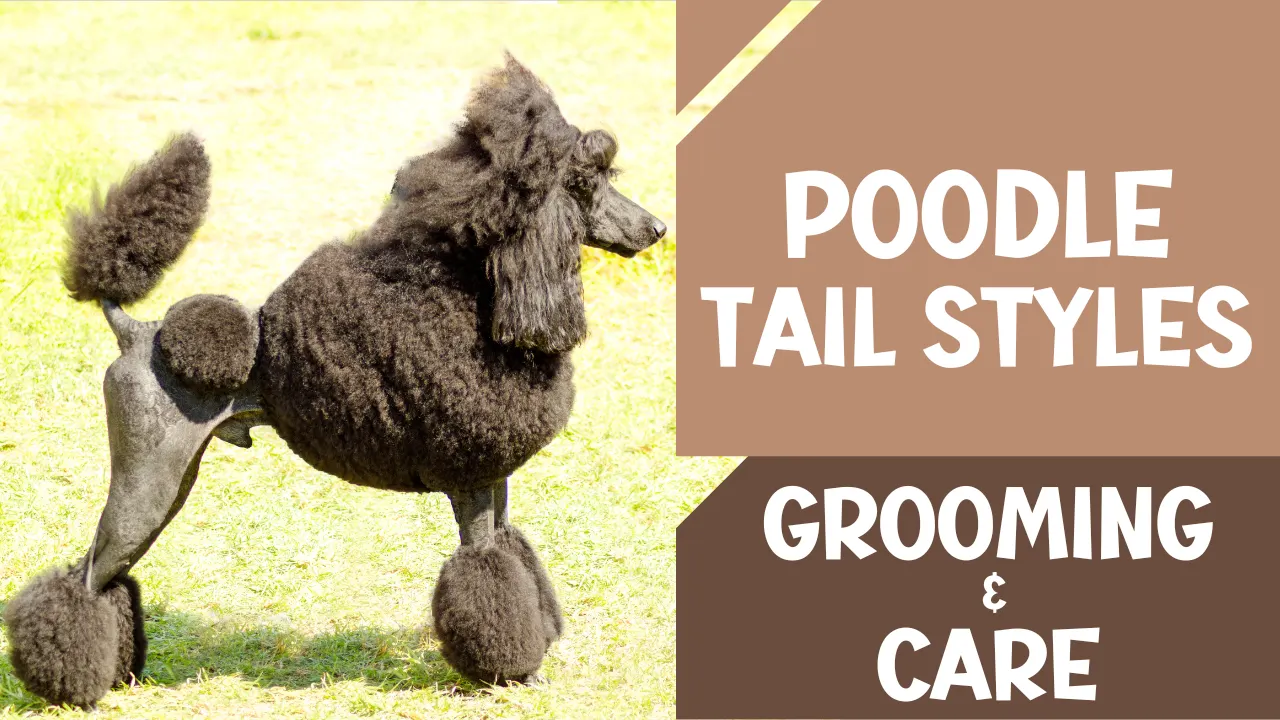 Poodle Tail Styles and Care