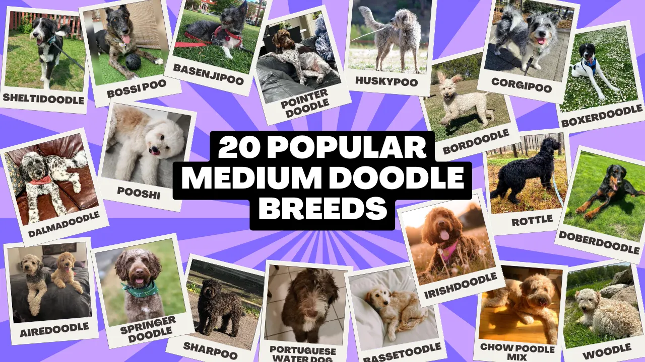 20 popular medium doodle breeds