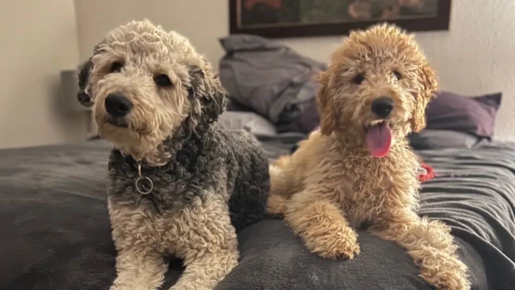 Airedoodle