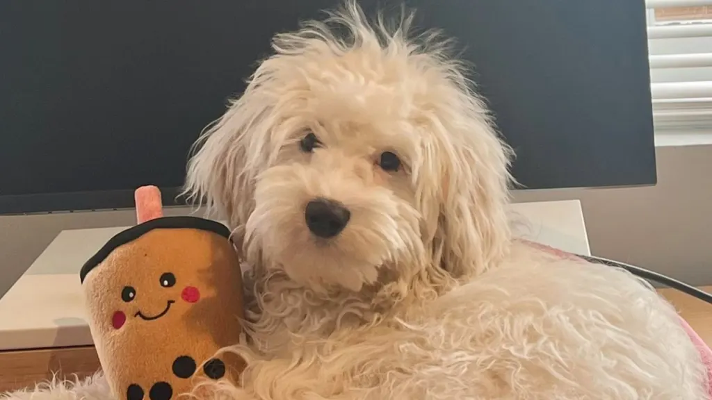 Aussiedoodle