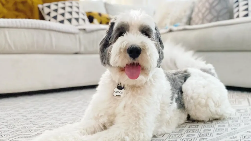 Bernedoodle