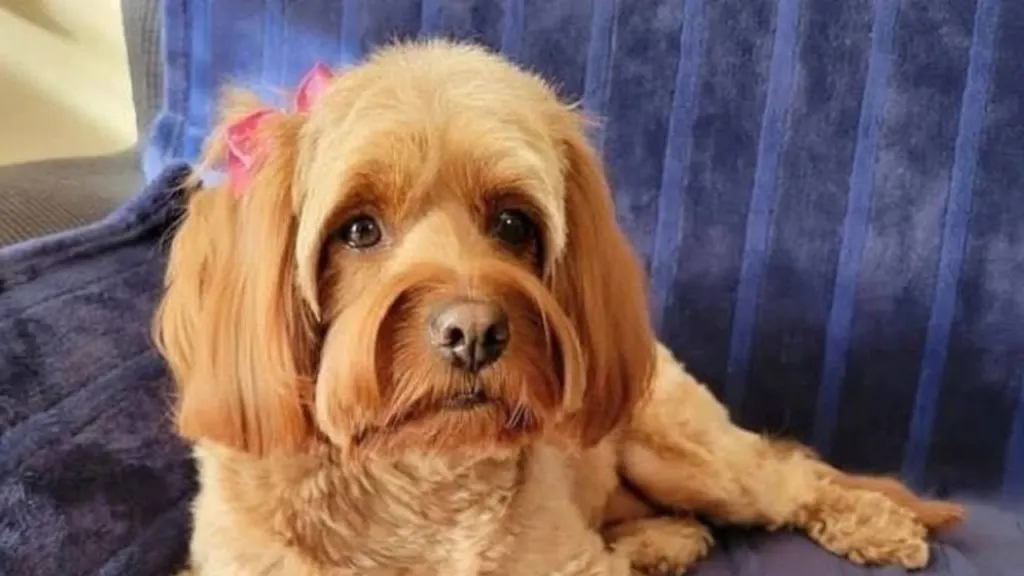 Cavapoo