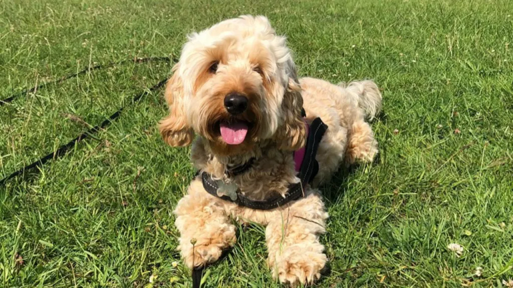 Cockapoo