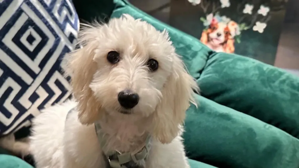 Doxiepoo