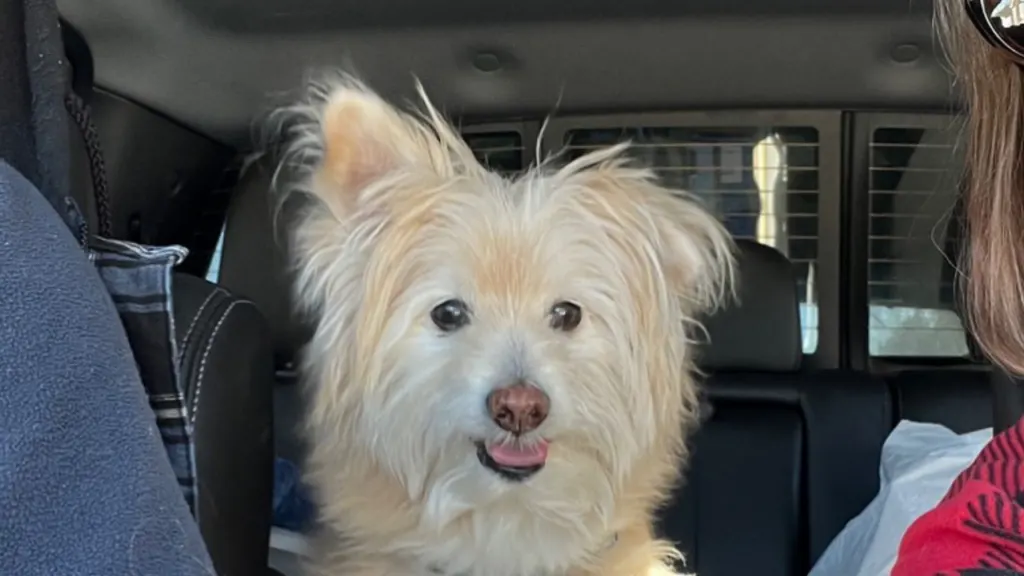 Eskipoo