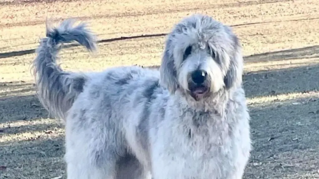 Great danoodle