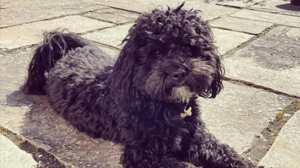 Lhasapoo