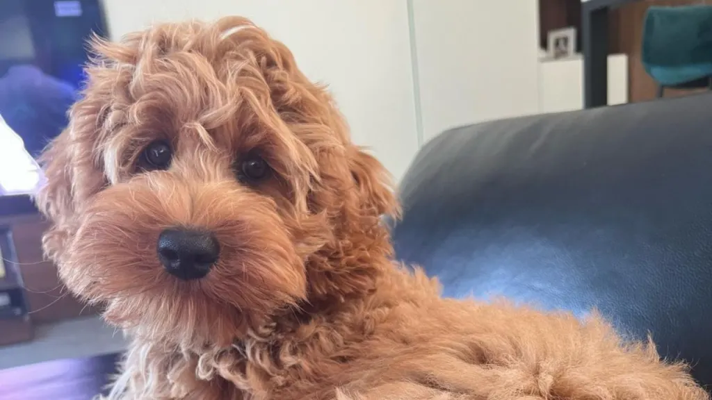 Mini Labradoodle