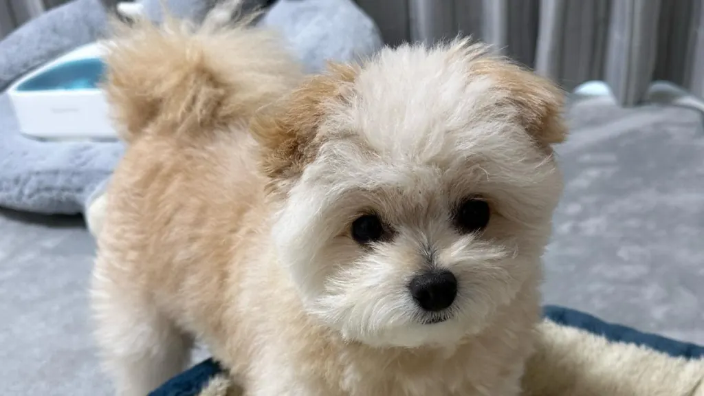 Pomapoo