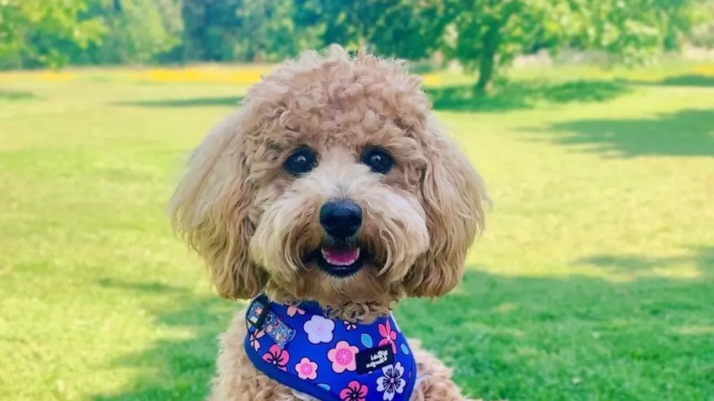 Poochon