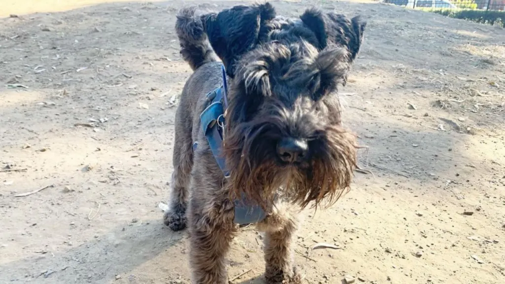 Schnoodle