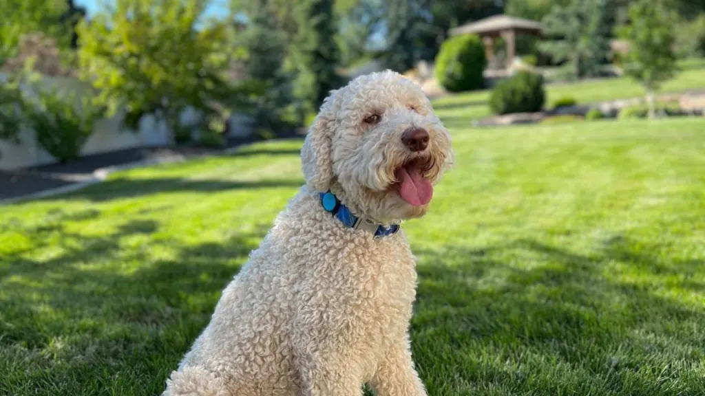 Sheepadoodle