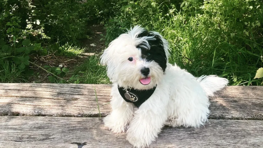 Shih Poo