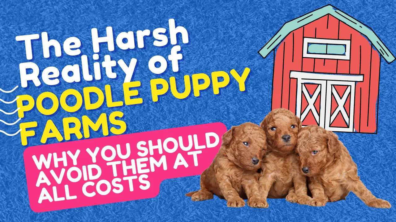 The Harsh Reality of Poodle Puppy Farms: Why to Avoid