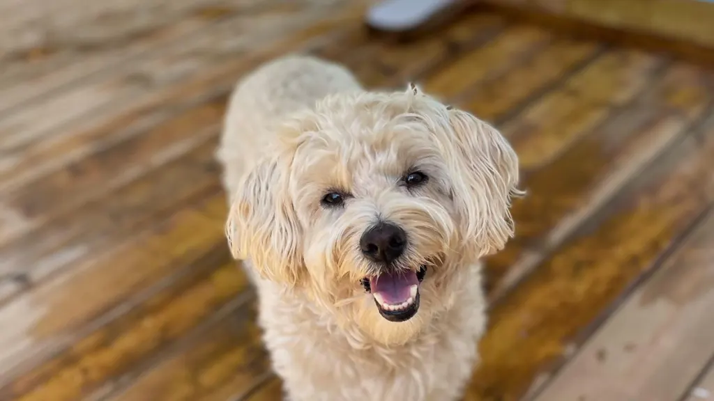 Westiepoo