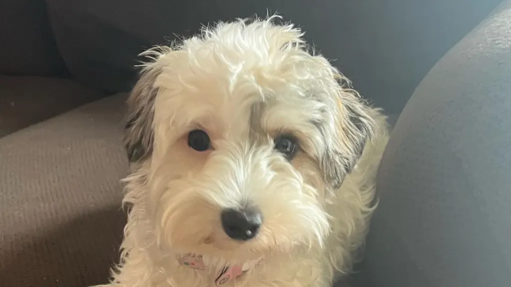 Yorkipoo