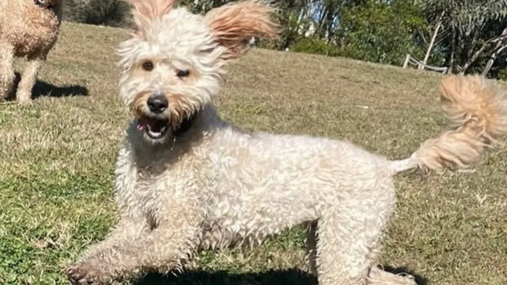 bordoodle