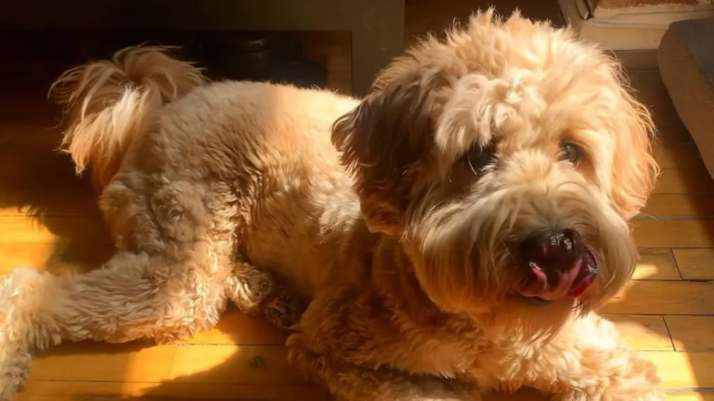 chow poodle mix