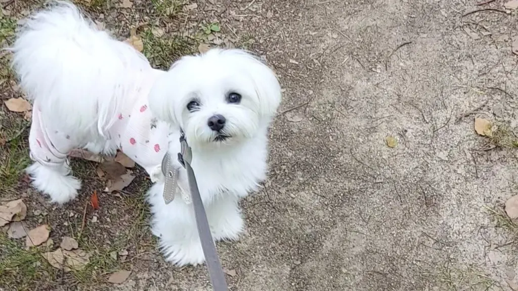 Maltipoo