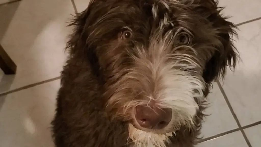 portuguese water dog poodle mix