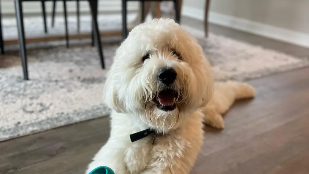 pyredoodle