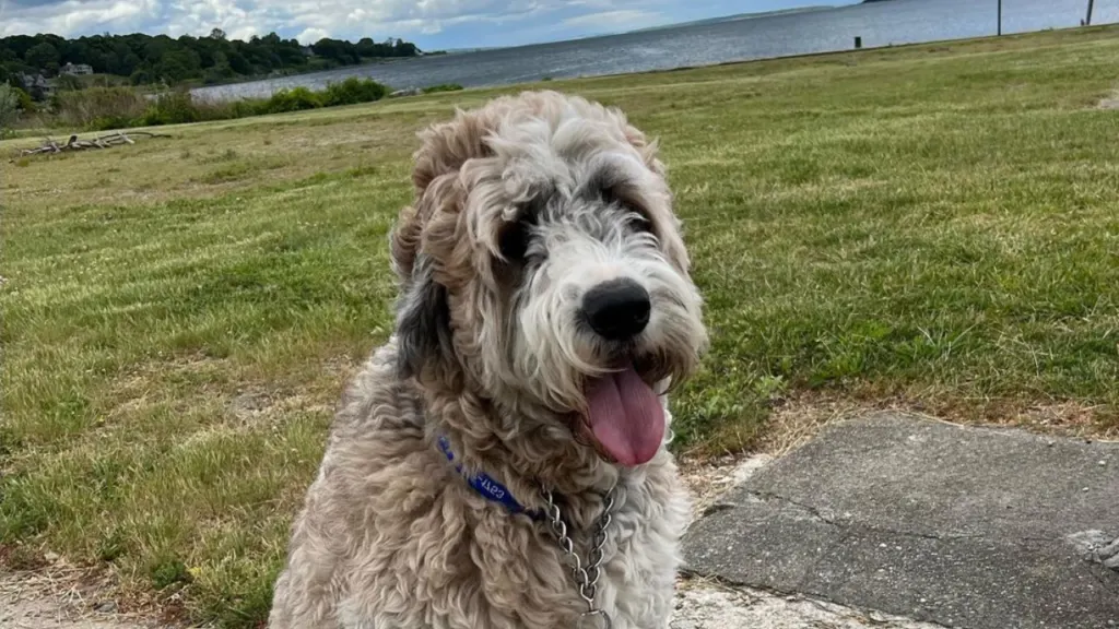 saint berdoodle