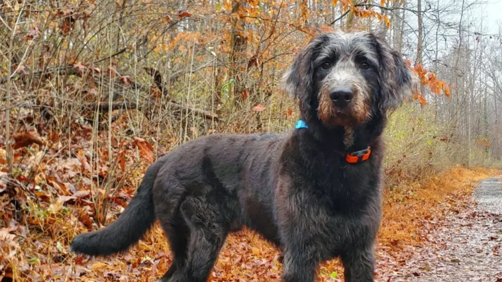 shepadoodle