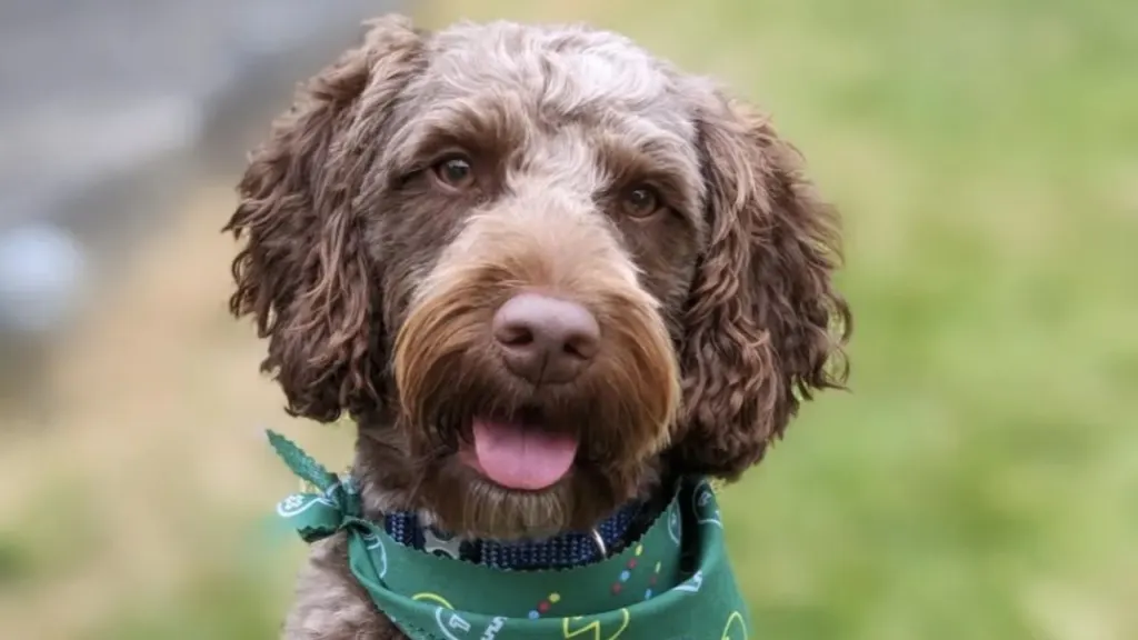 springerdoodle