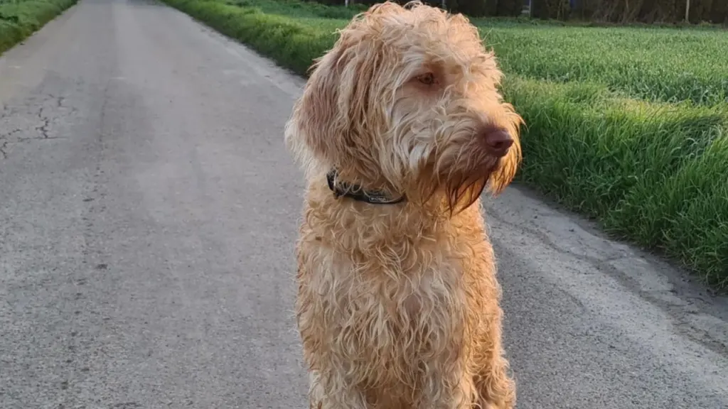 vizsladoodle