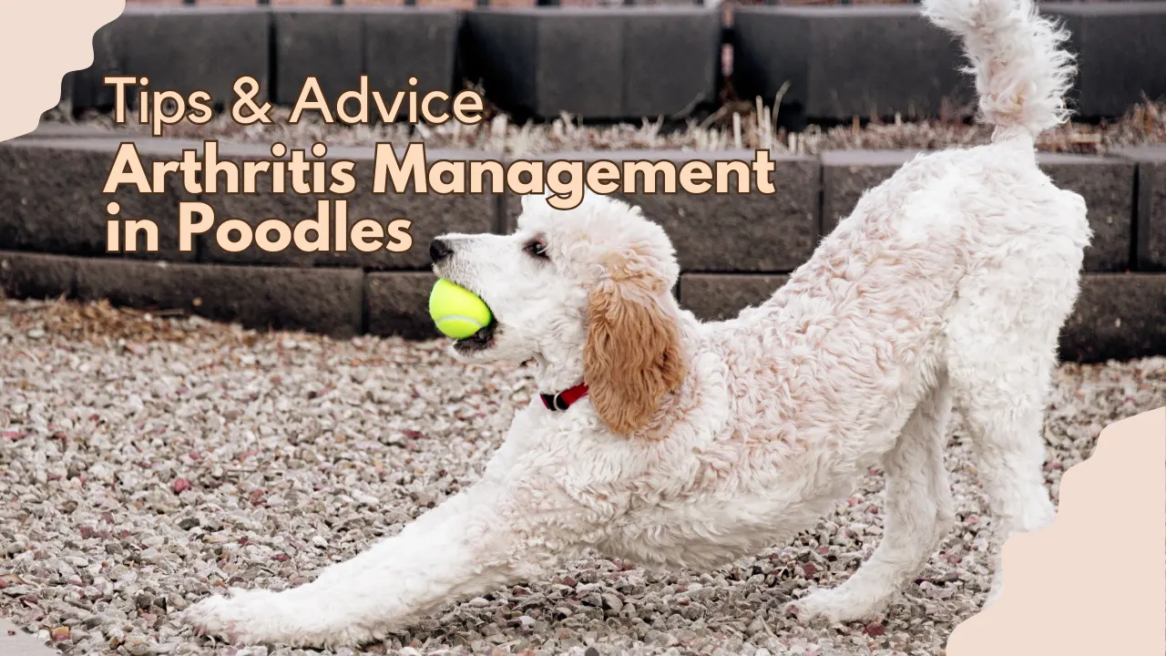 Arthritis in Poodles: Management & Symptoms