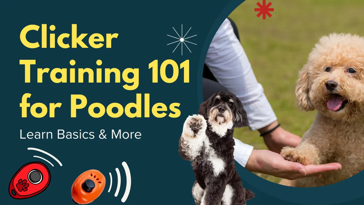 Clicker Training 101 for Poodles: Learn Basics & More