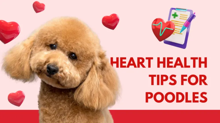 Heart Health Tips for Poodles