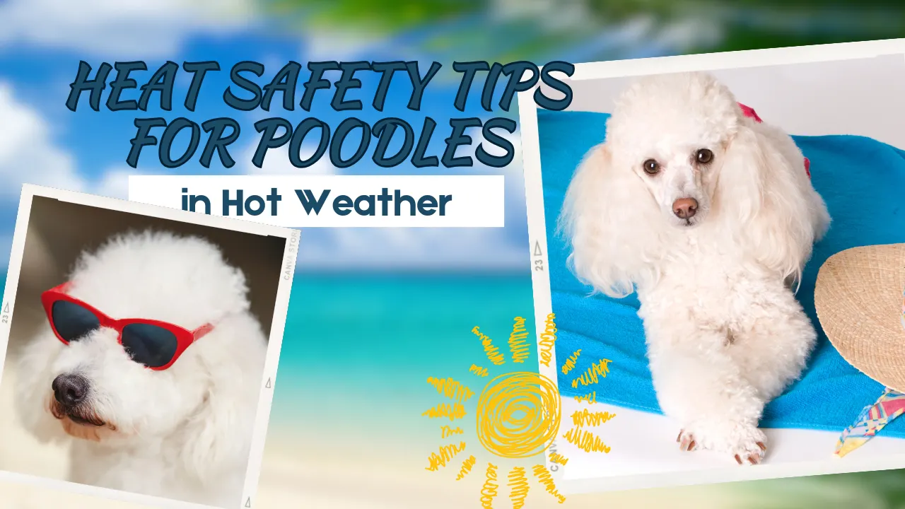 Heat Safety Tips for Poodles in Hot Weather