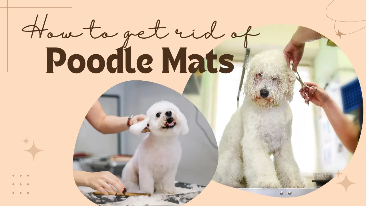 How to Get Rid of Poodle Hair Mats
