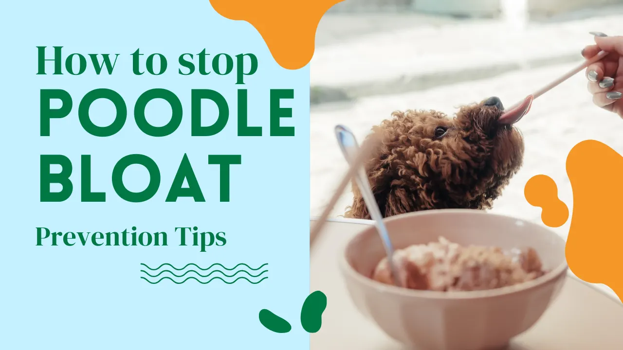 How to Stop Bloat in Poodles: Prevention Tips