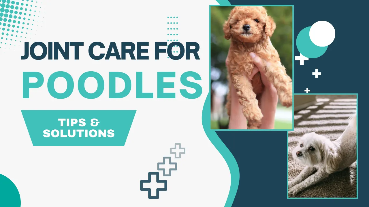 Joint Care for Poodles: Tips & Solutions