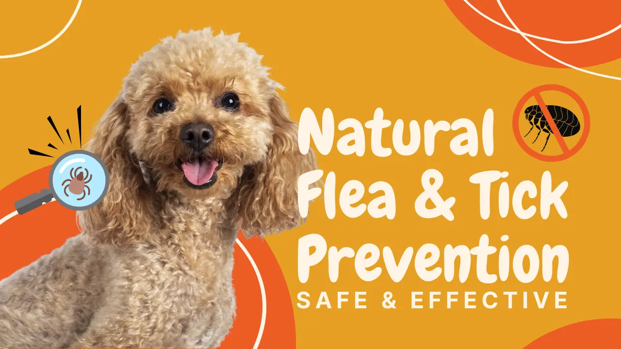 Natural Flea & Tick Prevention: Safe & Effective