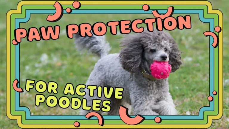 Paw Protection for Active Poodles – Keep Paws Safe!