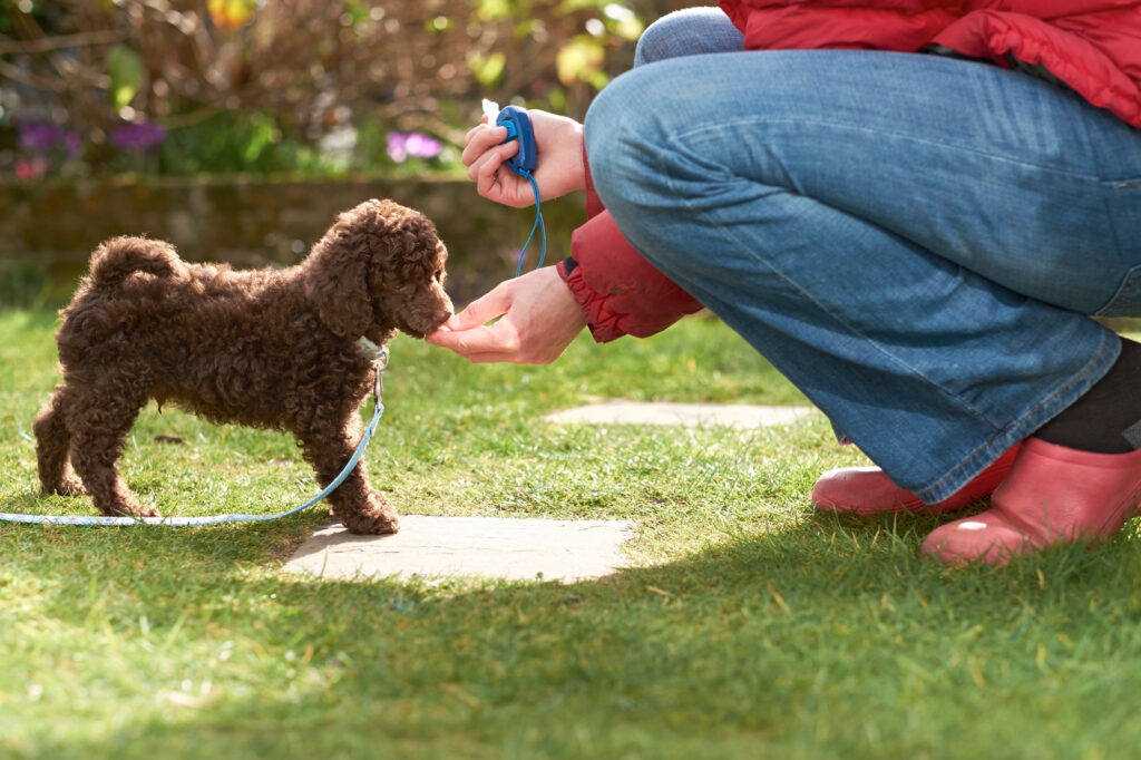 Lead and clicker training for a miniature poodle puppy in the garden.