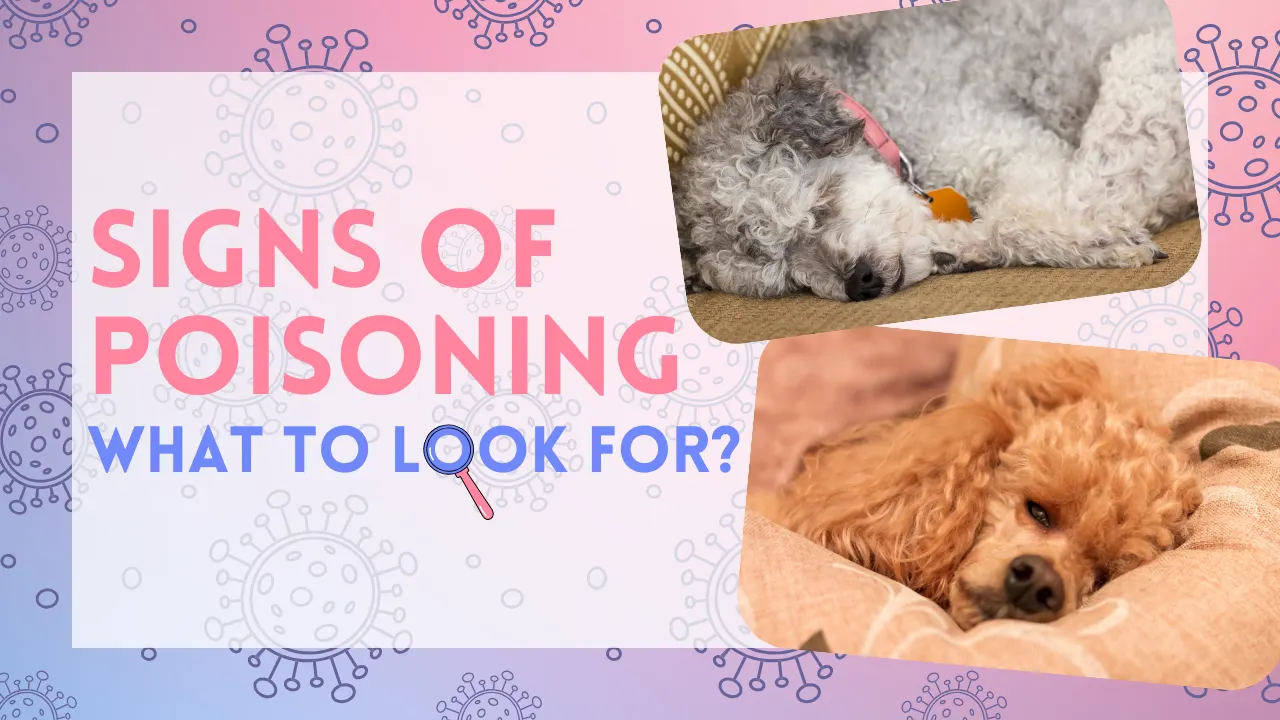 Signs of Poisoning: What to Look For