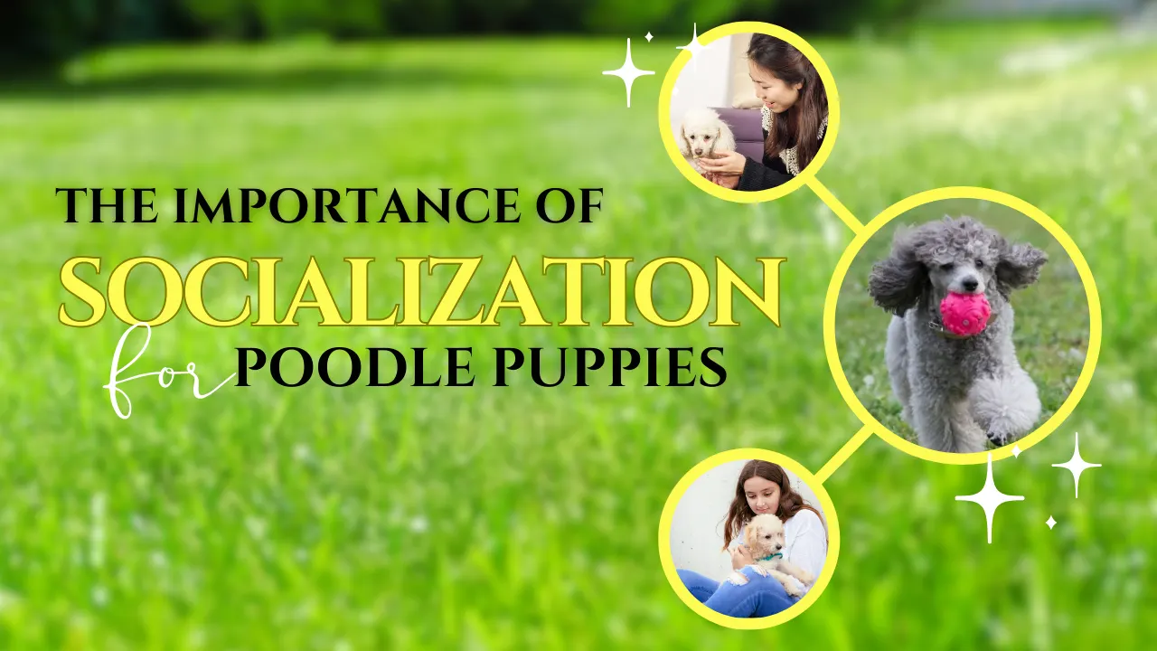 Socialization for Poodle Puppies: Its Importance