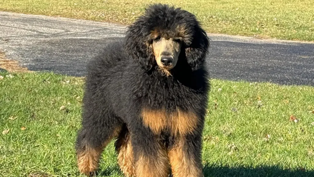 brown phantom poodle