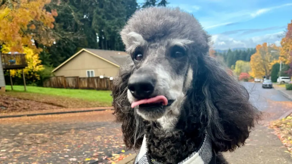 sable phantom poodle