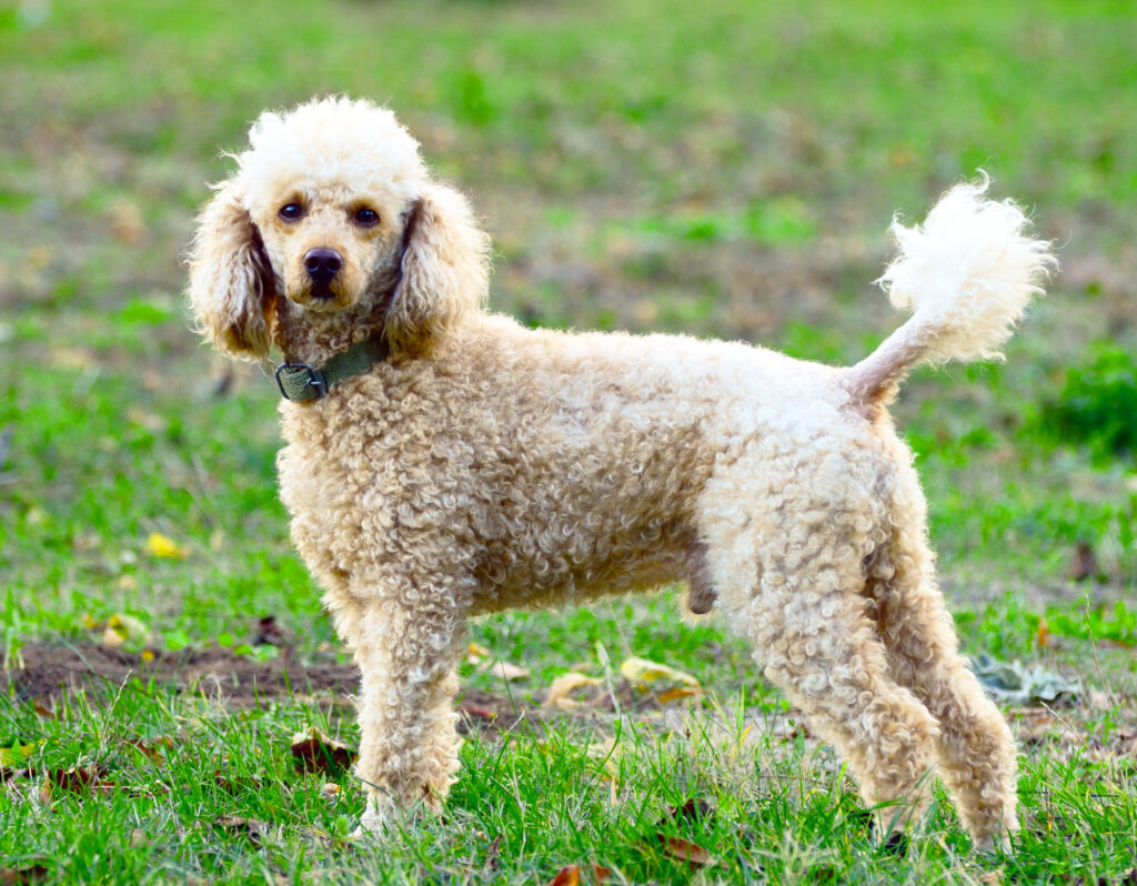 white poodle