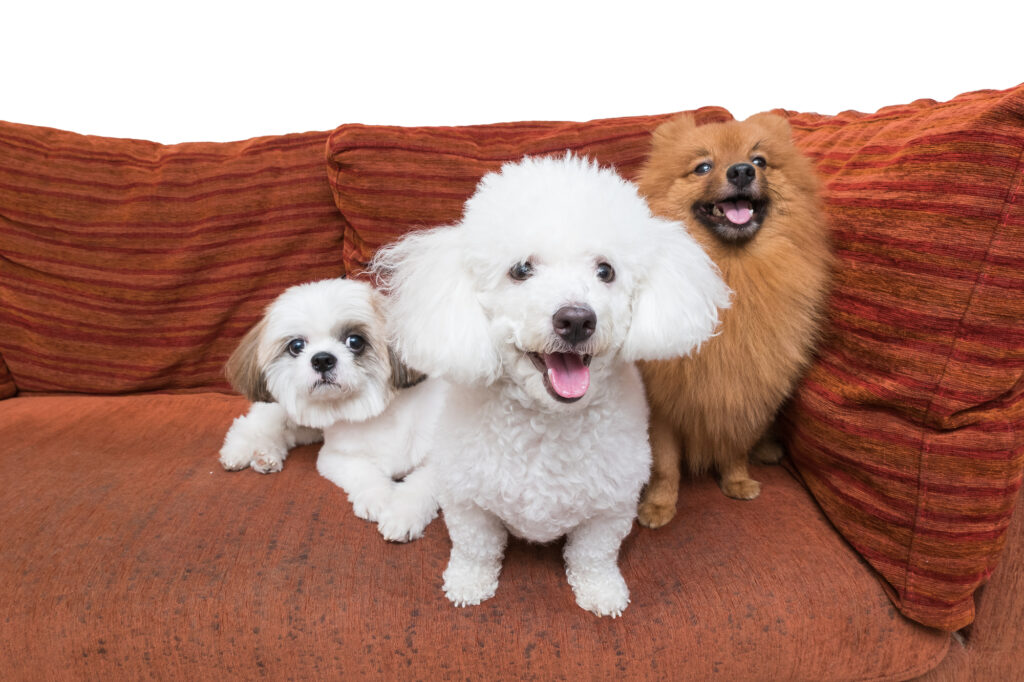 poodle socialization